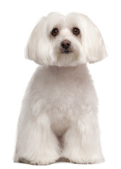 Maltese dog sitting in front of white background