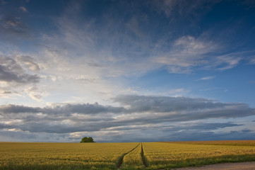 field and sunset sky