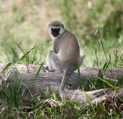 Vervet Monkey, Chlorocebus pygerythrus, in Serengeti
