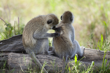 Vervet Monkeys, Chlorocebus pygerythrus, in Serengeti