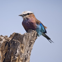 Lilac-breasted Roller, Coracias caudatus, in Serengeti