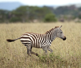 Fototapeta na wymiar Zebra pracuje w Serengeti National Park, Tanzania, Afryka
