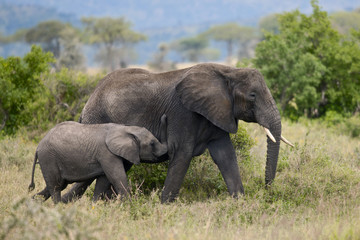 Fototapeta na wymiar Słoni w Parku Narodowym Serengeti w Tanzanii, w Afryce