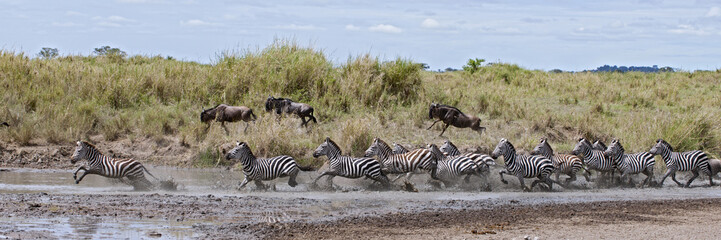 Fototapeta na wymiar Zebra przekraczania rzeki w Serengeti National Park, Tanzania