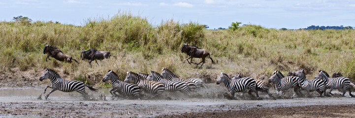 Zebra crossing a river in Serengeti National Park, Tanzania