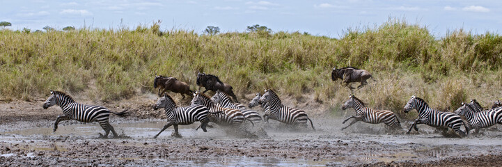 Fototapeta na wymiar Zebra przekraczania rzeki w Serengeti National Park, Tanzania