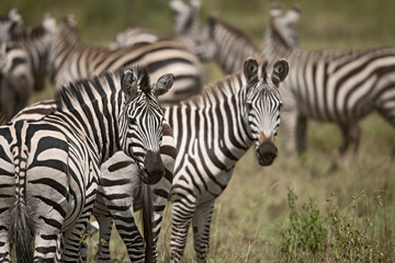 Fototapeta na wymiar Zebra in Serengeti National Park, Tanzania, Africa
