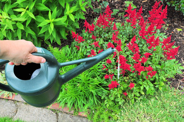 Gartenblumen gießen