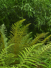 fern and bamboo