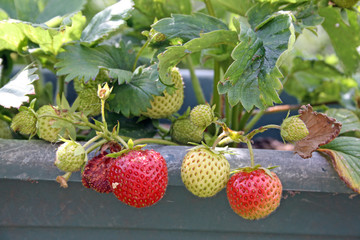 grow your own strawberries