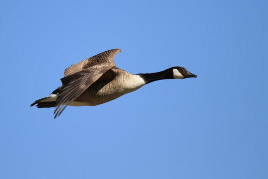 La bernache du canada