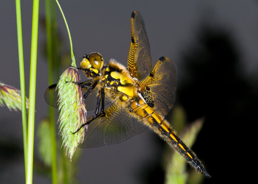 Four-Spotted Chaser Dragonfly