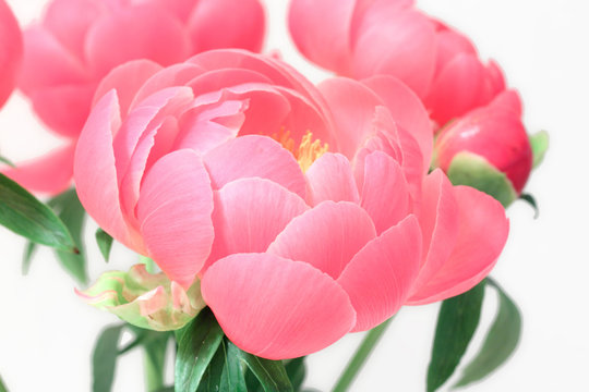 peony flower