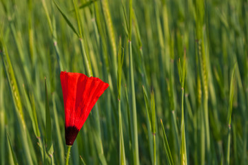 Single poppy bloom in field