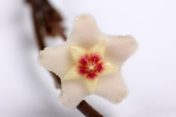 Fototapeta na wymiar Prozellanblume flower