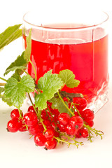 compote of red currants