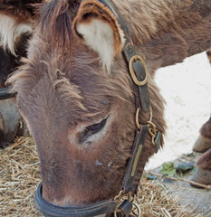 Donkey
