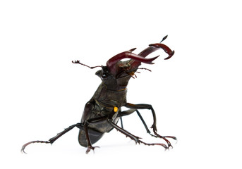 Stag Beetle