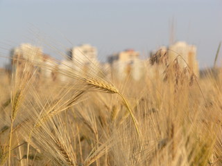 Fototapeta premium OLYMPUS DIGITAL CAMERA