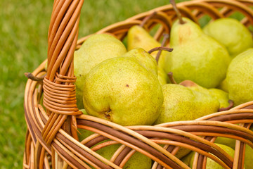pears in the basket