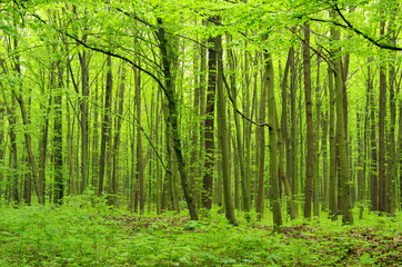 Obraz premium forest