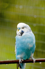 A blue budgie