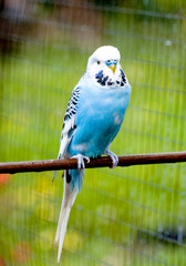 Budgerigar