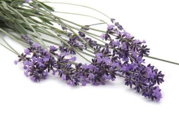 Foto auf Acrylglas Lavendel Lavendel  © L.Bouvier