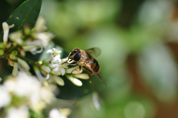 Abeille