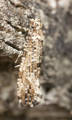 Small moth sitting on tree, macro photo