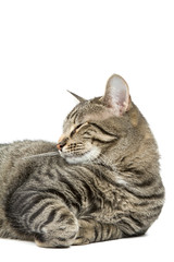 Cat Resting on a White Background