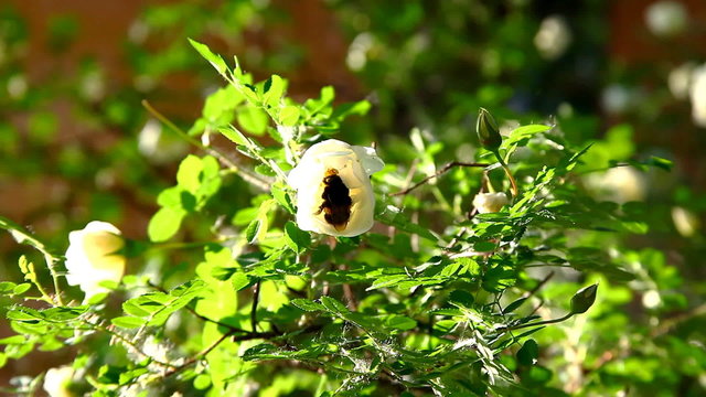 bumblebee in rose flower on bush