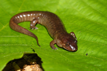 Dusky Salamander (Desmognathus conanti)