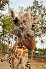 Naklejka premium giraffe