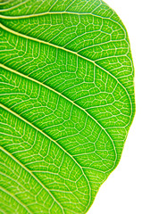 葉 Leaf
