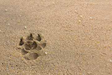 dogs footprints