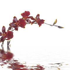 orchid flower in water