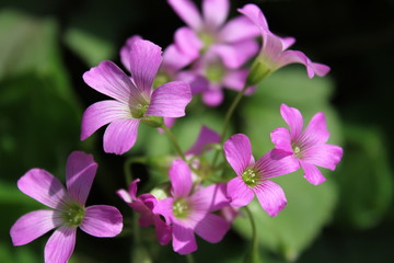 ムラサキカタバミの花