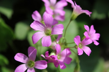 Fototapeta na wymiar Kwiaty fioletowe Szczawik
