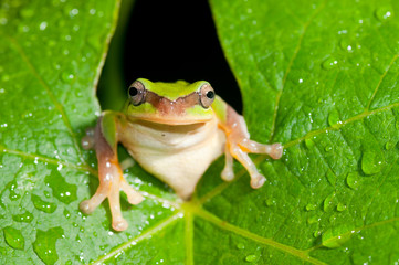 Chinese Tree Frog