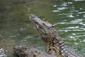 crocodiles