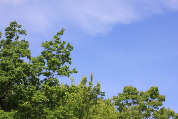 青空と樹木