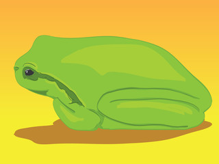 Little green tree-frog - illustration