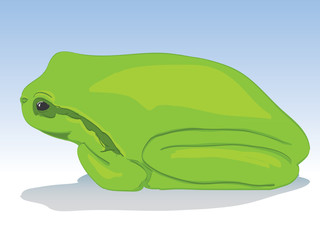 Little green tree-frog - illustration