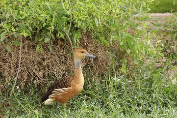 The Fulvous Whistling Duck in front of bush
