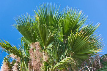 palmier fleuri