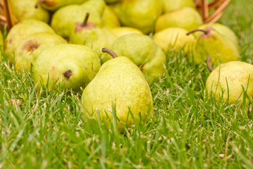 pears in the basket