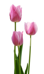 tree pink tulips