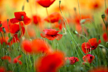 Roter Mohn