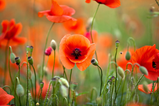 Roter Mohn